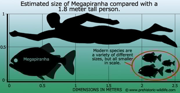 megapiranha-size.jpg