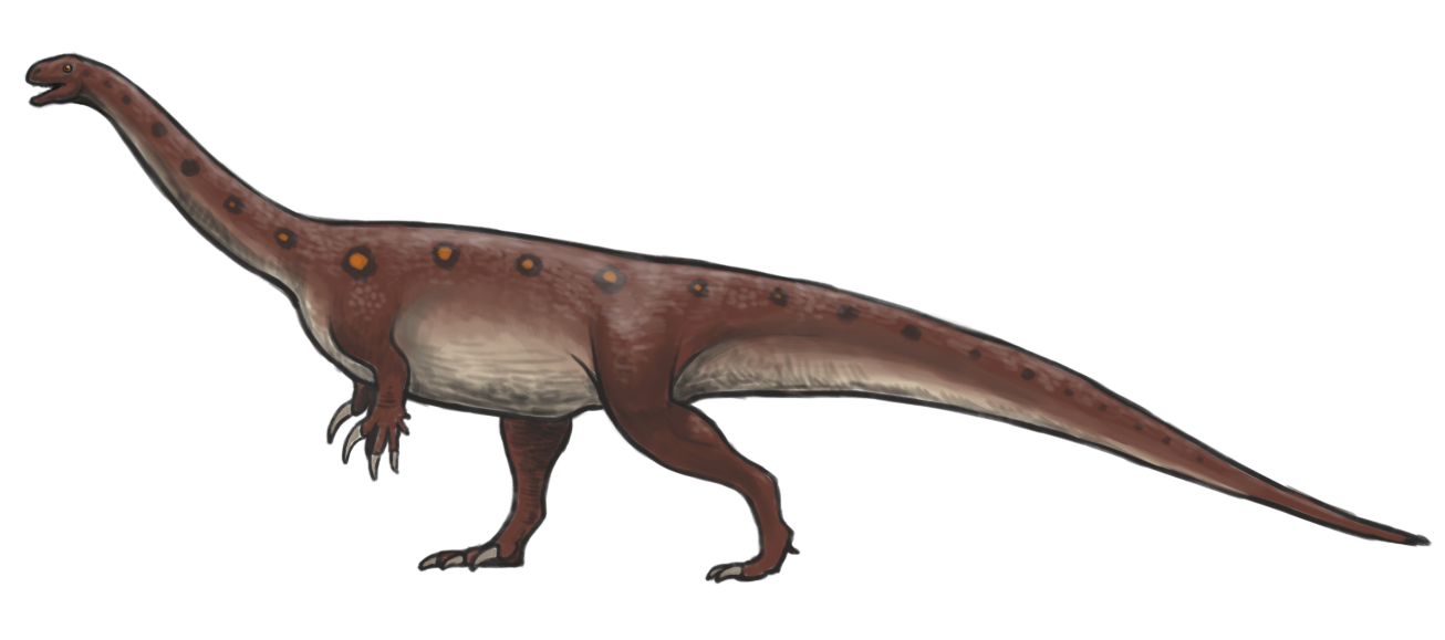 Massospondylus_reconstruction.png