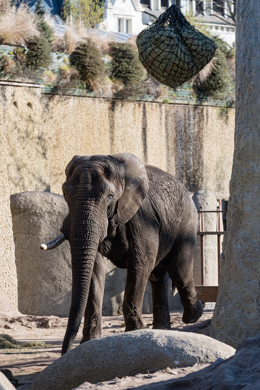 afrikanischer_elefant_tusker_0855074.jpg