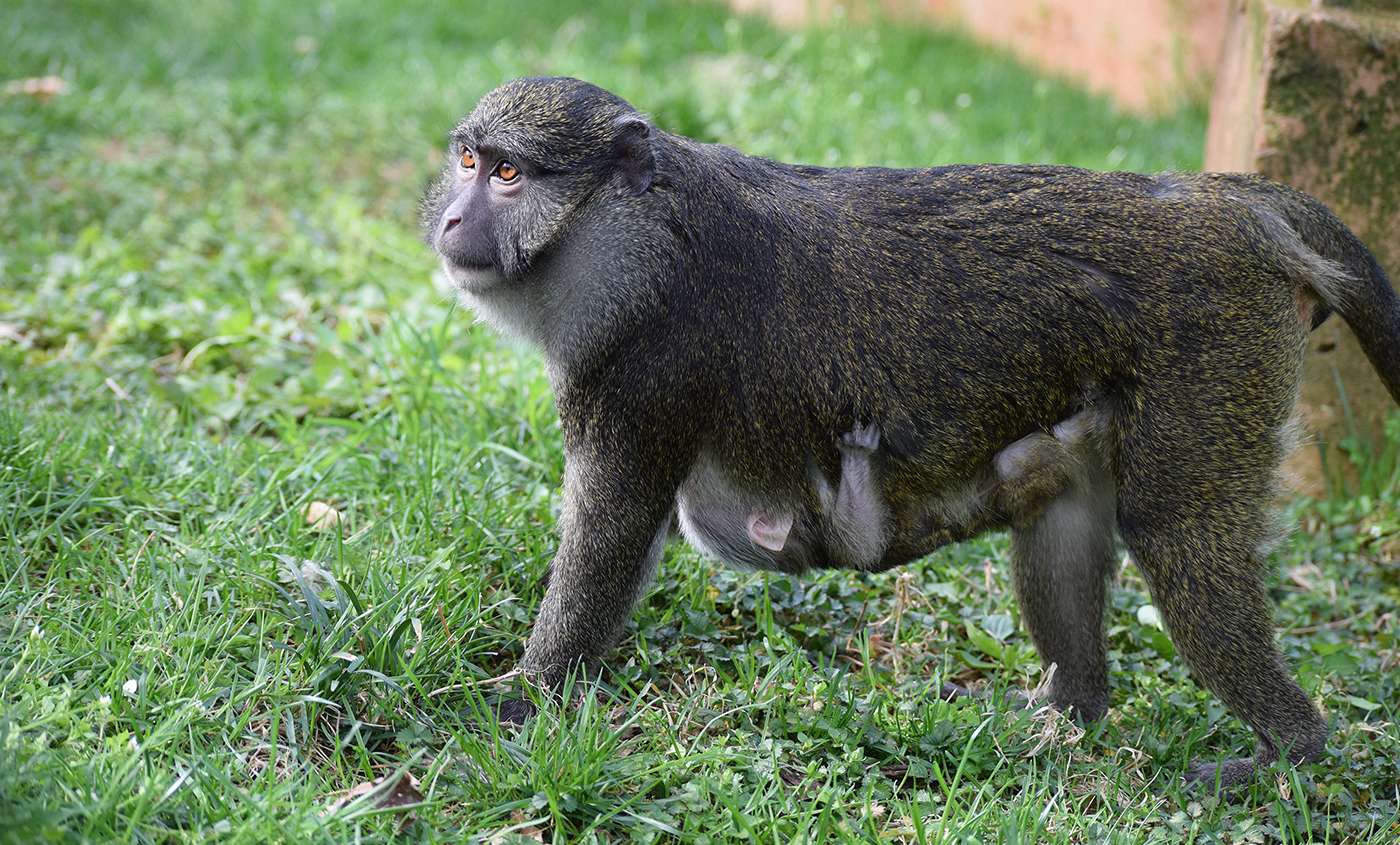 allensswampmonkey-002.jpg