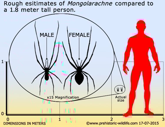 mongolarachne-size.jpg