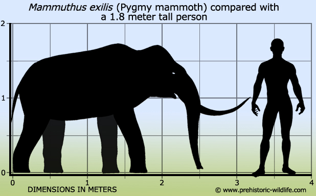 mammuthus-exilis-pygmy-mammoth-size.jpg