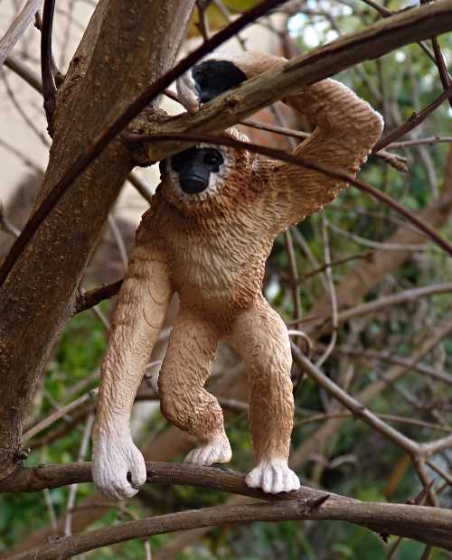 gibon310.jpg