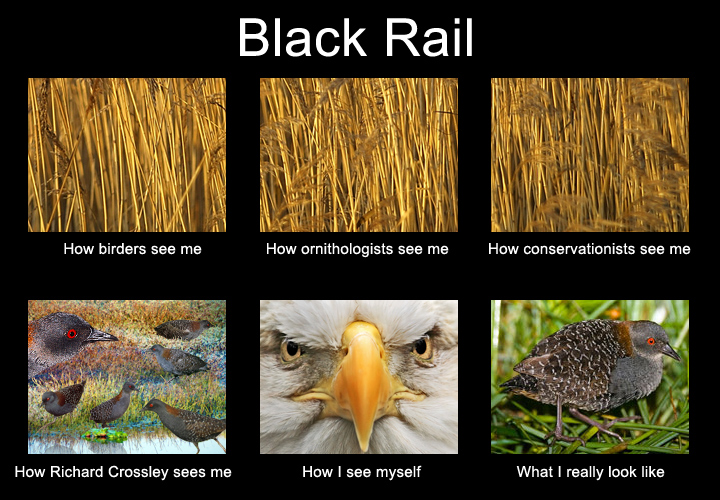 Black_Rail_large.jpg