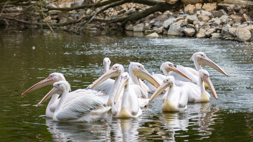csm_Rosapelikan_858186e9b9.jpg