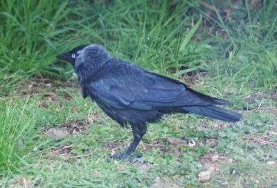 Jackdaw.jpg