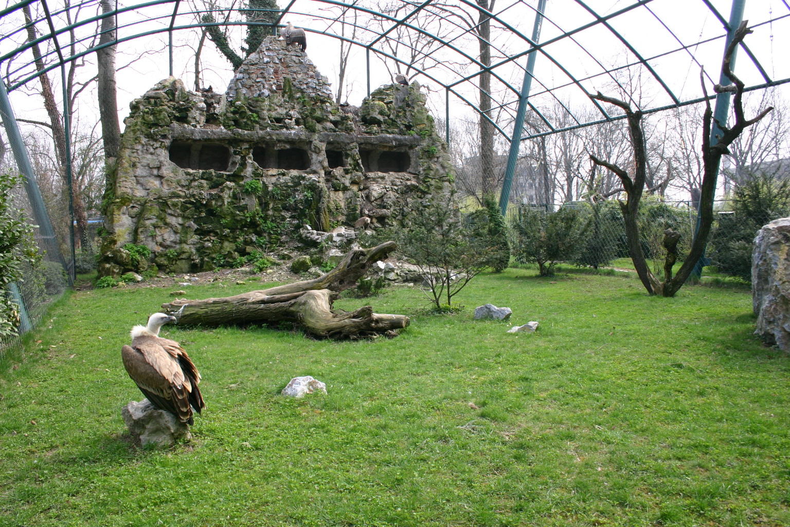 Zoo_Zagreb-griffon_vultures_enclosure.jpg