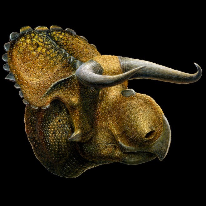 Nasutoceratops-titusi-on-black-by-Lukas-Panzarin_82d8.jpg