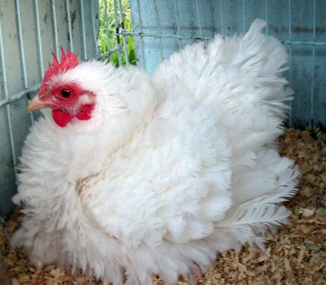 white%20frizzle%20hen%20jpeg%20orig.jpg