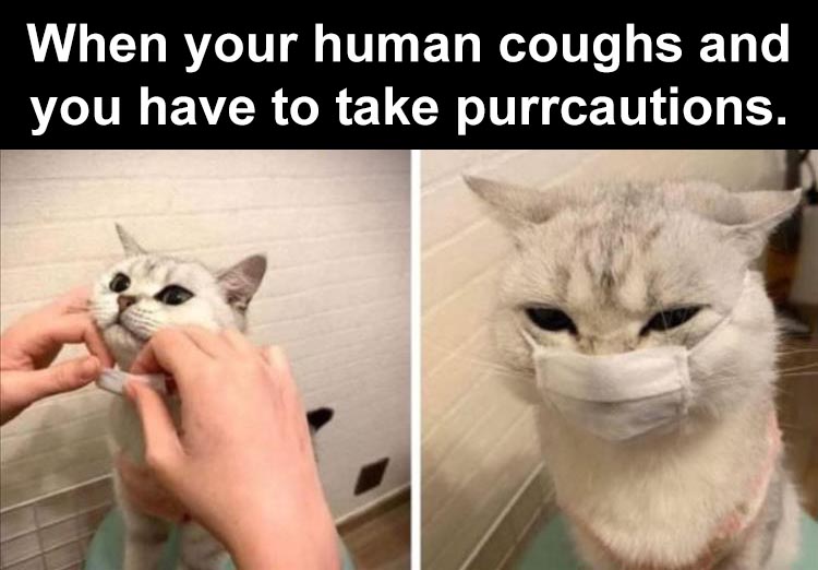 funnyanimalmemes-12.jpg