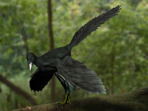 Archaeopteryx_NT.jpg