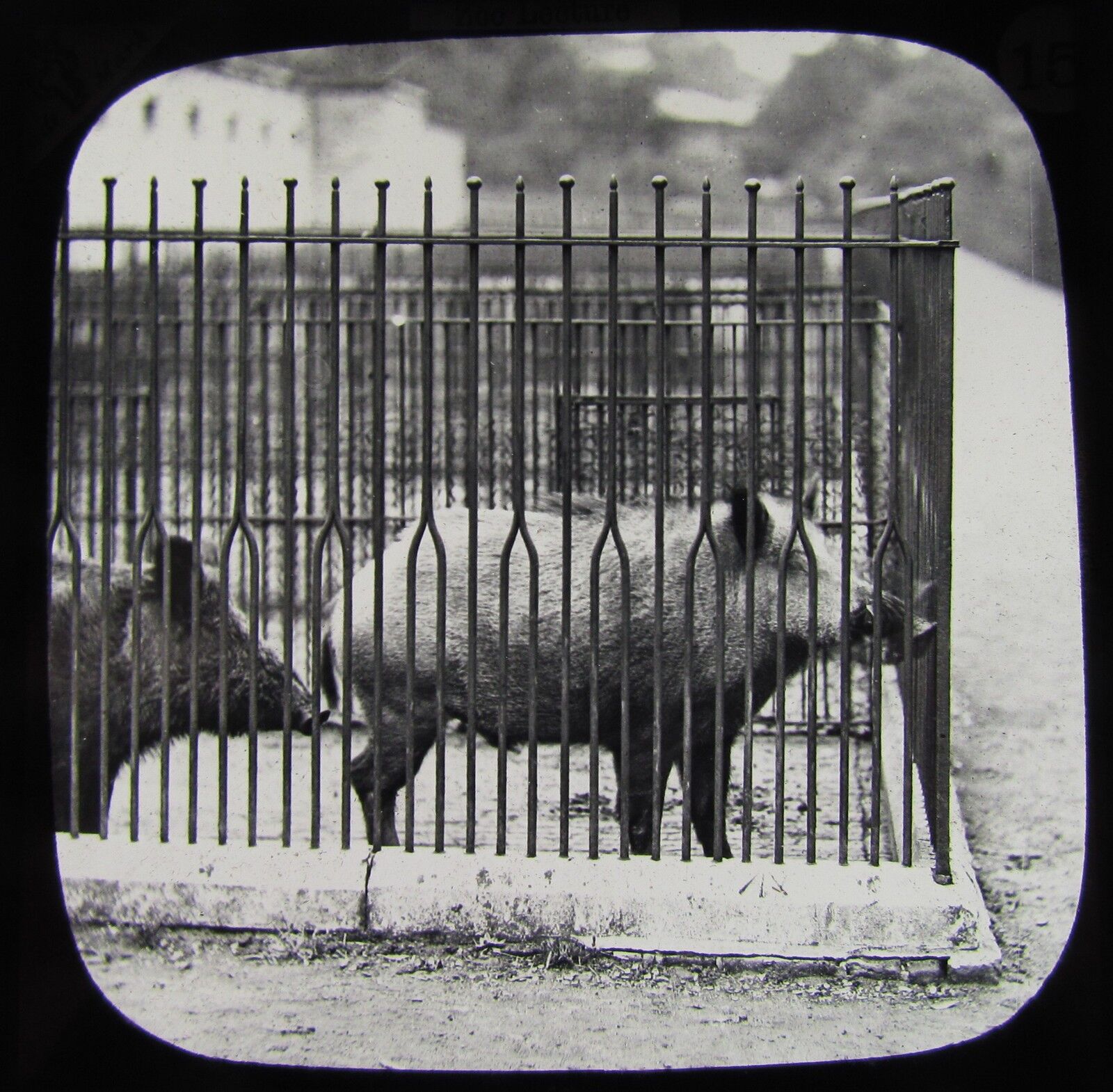 7-swine-6-jpg.362275