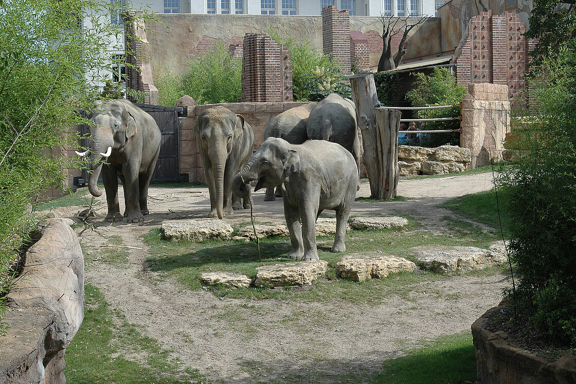 csm_2006_Elefanten_I_0af89691f1.jpg