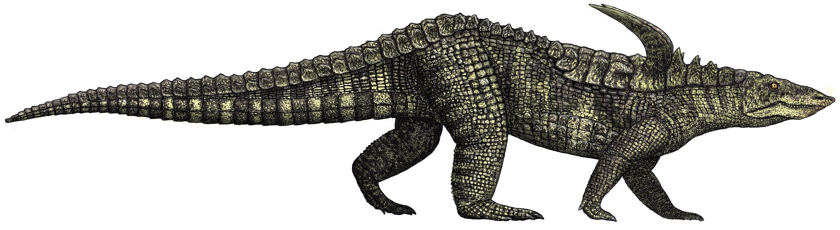 Desmatosuchus_spurensis_flipped.jpg