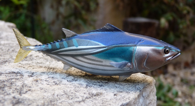 6tuna1.jpg