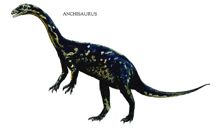 anchisaurus_04f1.jpg
