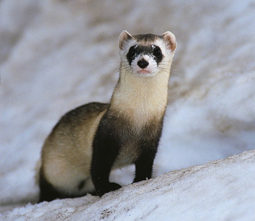 black_footed_ferret2.jpg