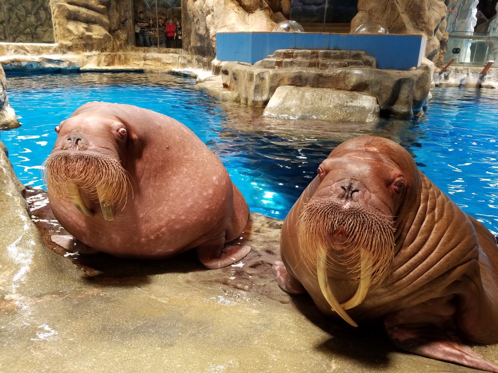 Ocean-Park-Hong-Kong_Walrus-1024x768.jpg