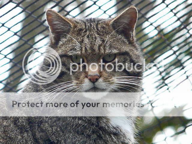scottish-wild-cat-65857-m.jpg