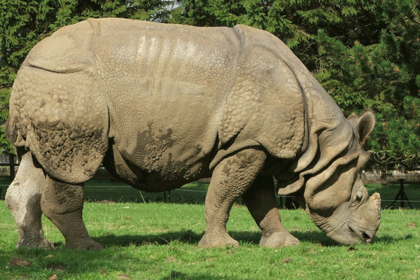 rhinoceros-600x400.png