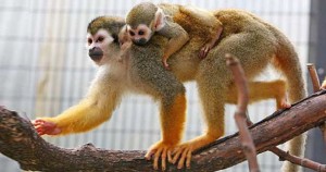 baby-squirrel-monkey-300x158.jpg