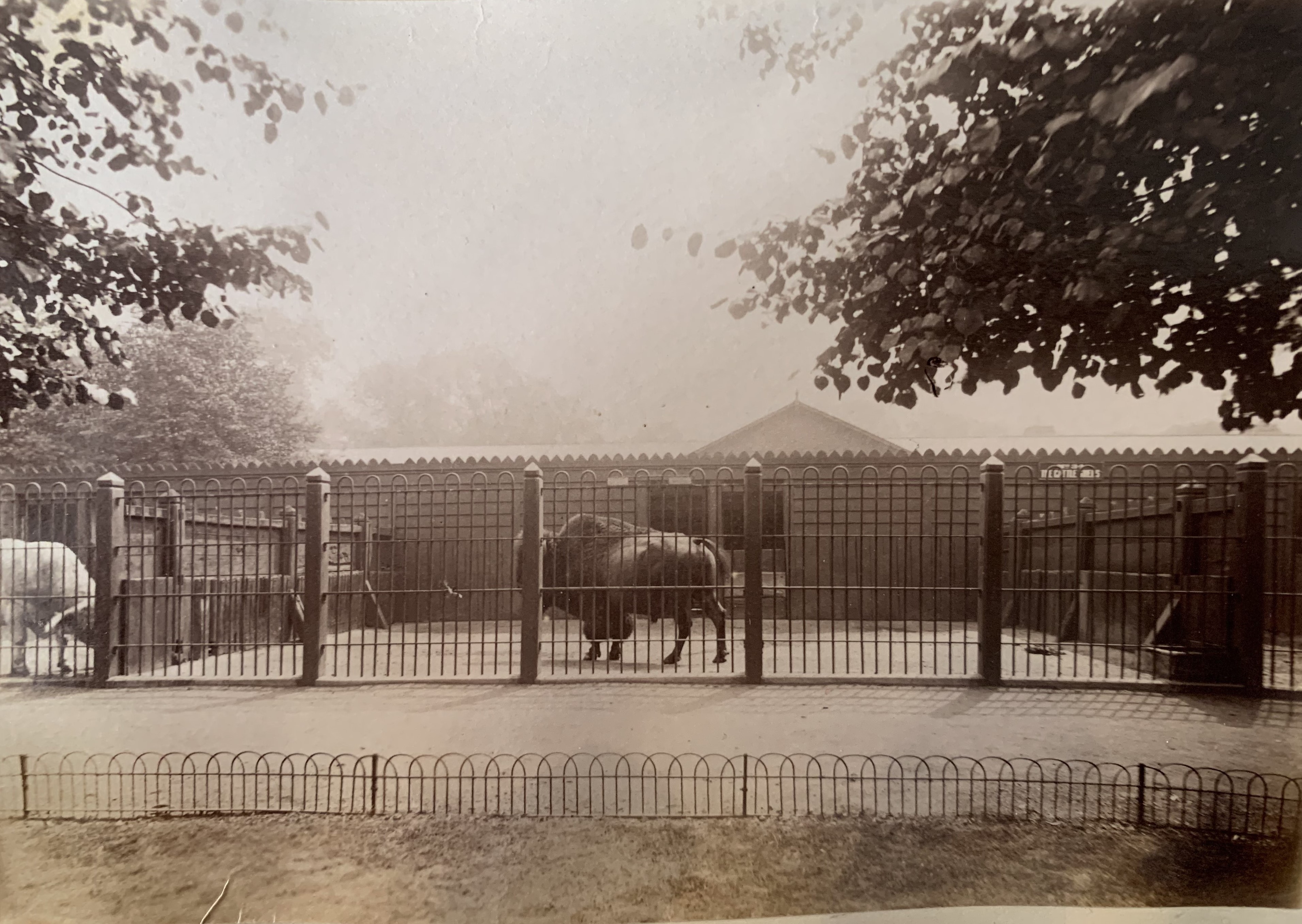 34-cattle-sheds-21-jpg.422105