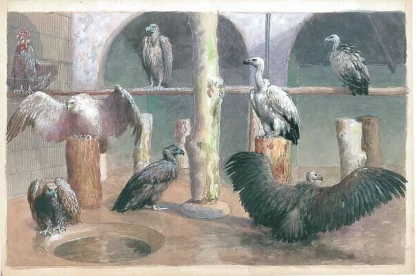 30-vulture-aviary-8-jpg.408186