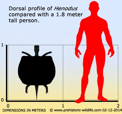 henodus-size.jpg