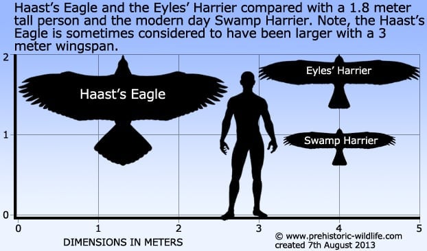 haast%27s-eagle-and-eyles-harrier-size.jpg