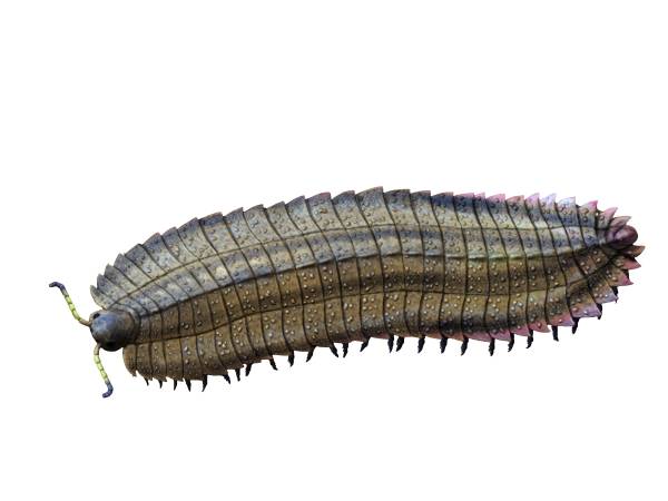 Arthropleura_NT_small.jpg