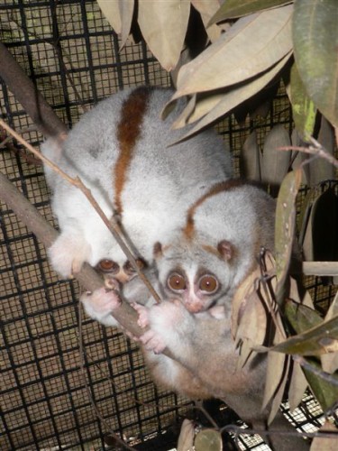 P1000444BengalSlowLoris-vi.jpg