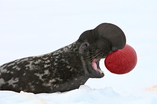 Hooded-Seal.jpg