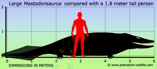 mastodonsaurus-size.jpg