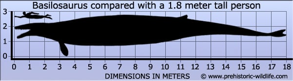 basilosaurus-size.jpg