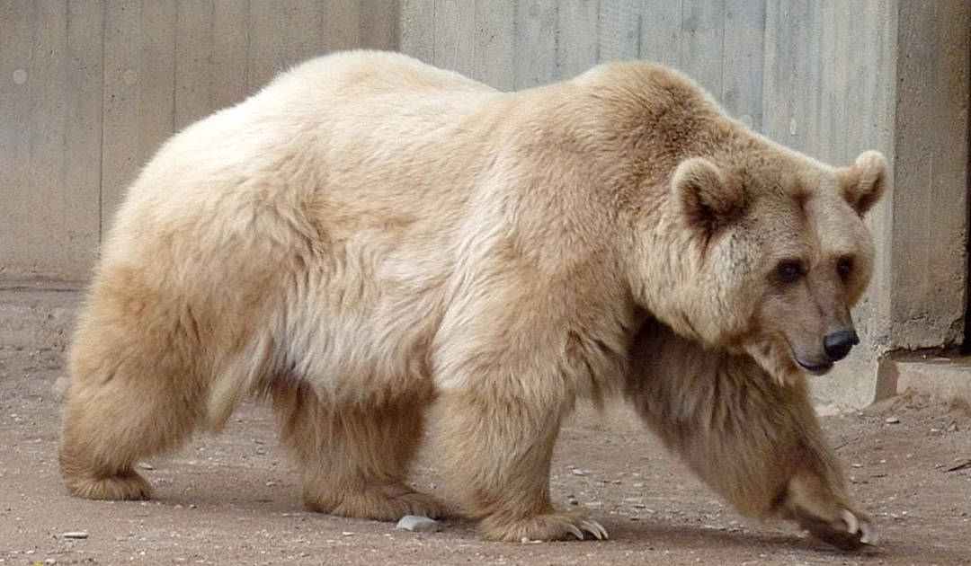 Golar-Bear.jpg