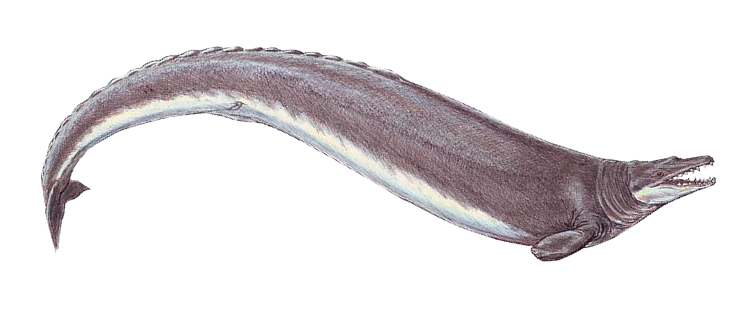 Basilosaurus_cropped.png