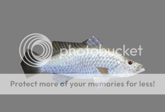 Barramundi.png