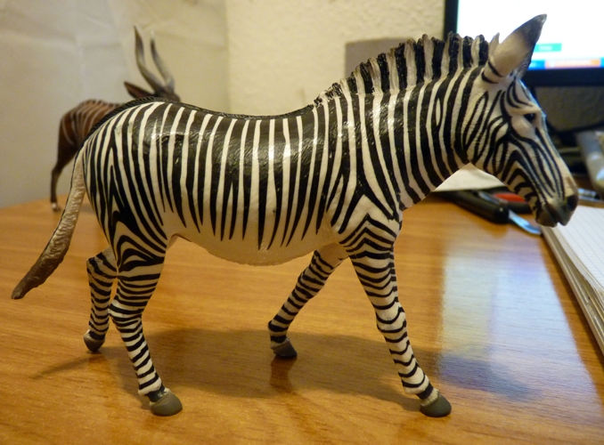 cebra_11.jpg