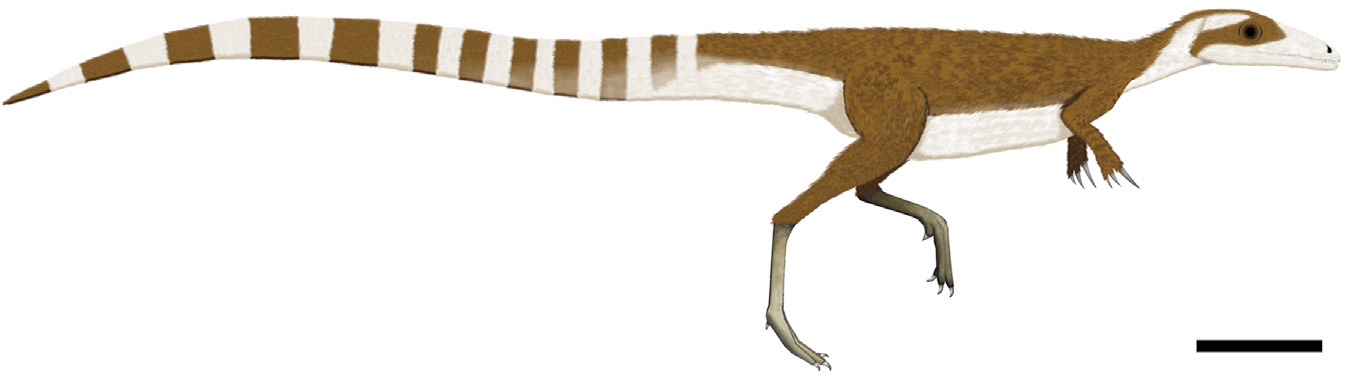Sinosauropteryx_color.jpg