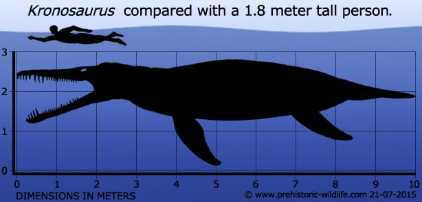 kronosaurus-size.jpg