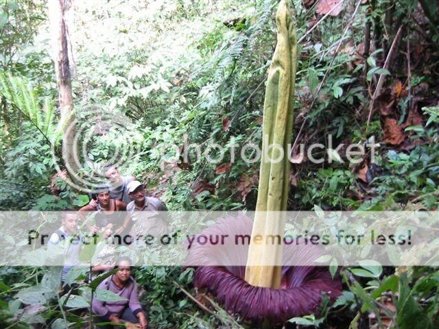 Amorphophallus1.jpg