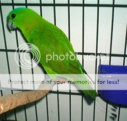 GreenRacquet-tailedparrot.jpg