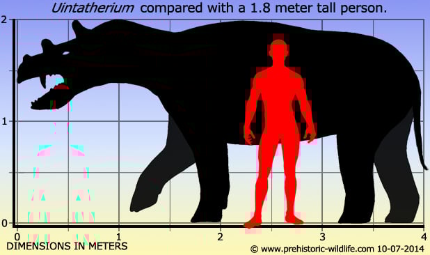 uintatherium-size.jpg