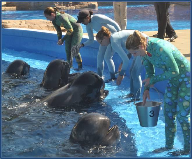 pilot-whale-feeding-time-seaworld-sd1.jpg