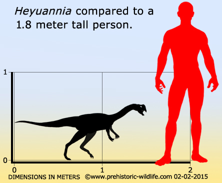 heyuannia-size.jpg