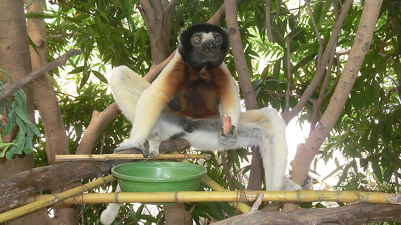 Propithecus_coronatus_3.jpg
