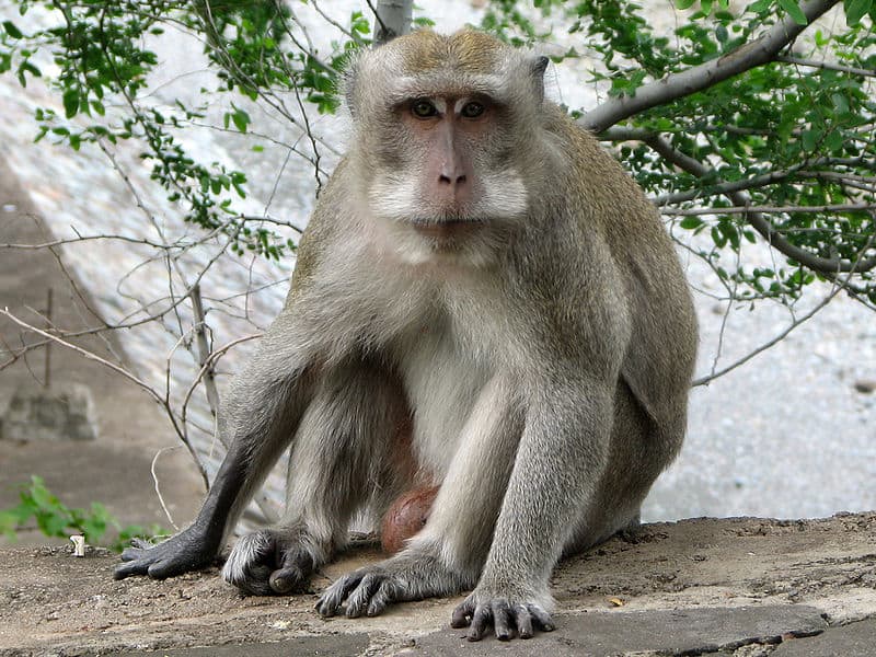 crab-eating_macaque3.jpg