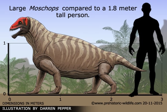 moschops-size.jpg