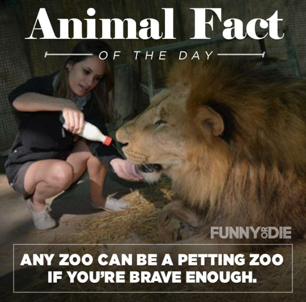 funny-animal-facts.jpg