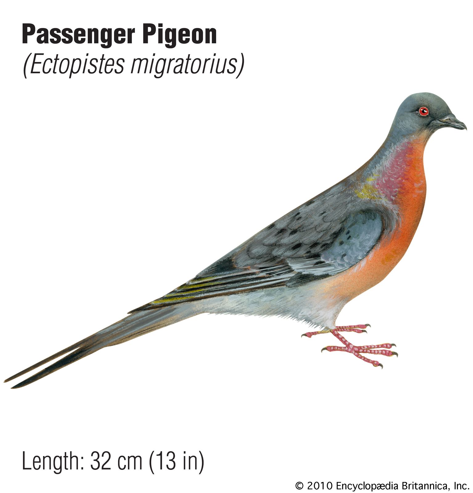 passenger-pigeon-member-species-1914.jpg